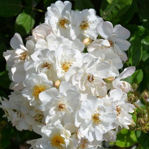 FROSTY MORNINGS (rambler)